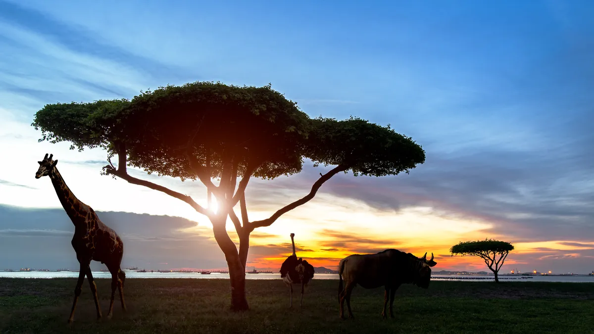 A giraffe, an ostrich and a wildebeest silhouetted under an acacia tree at sunset