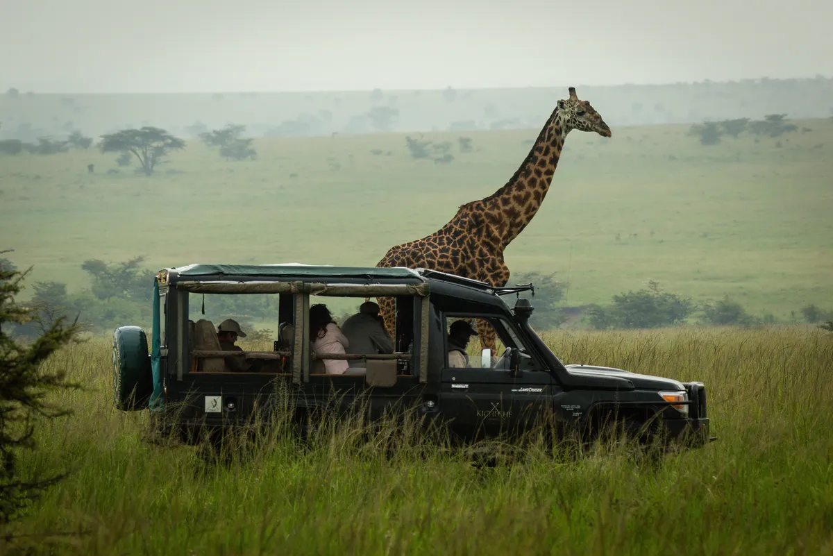 A giraffe walking past a safari vehicle full of travelers in tall grass in Kenya